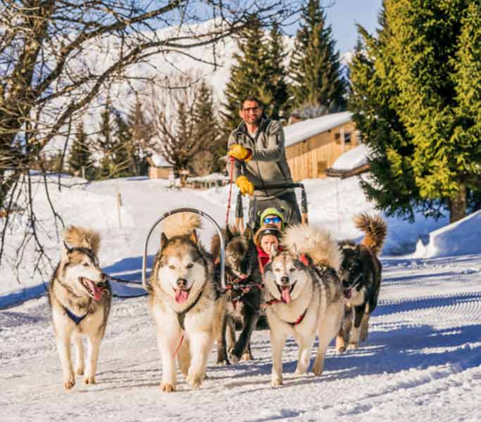 destination ski chien de traineau aux gets